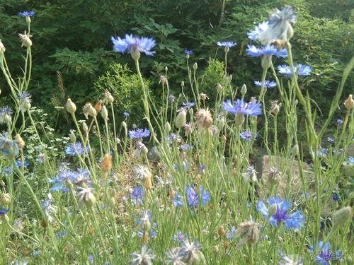 丁香六月激情国产,丁香六月的辉煌篇章